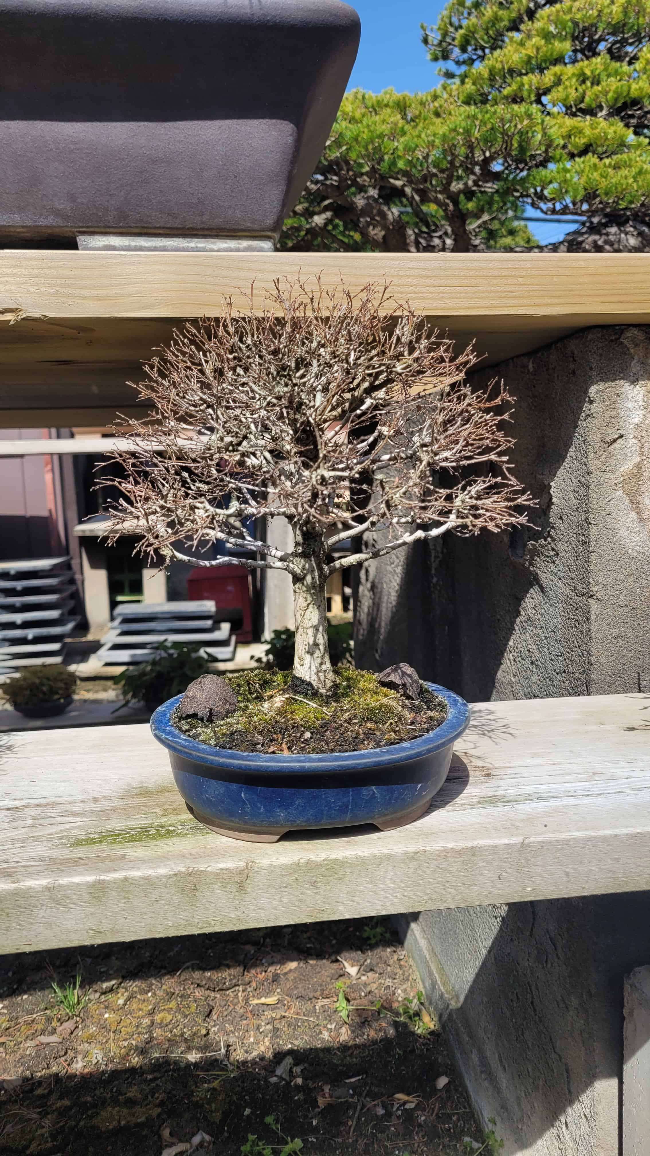 A maple bonsai tree from kimura in Japan